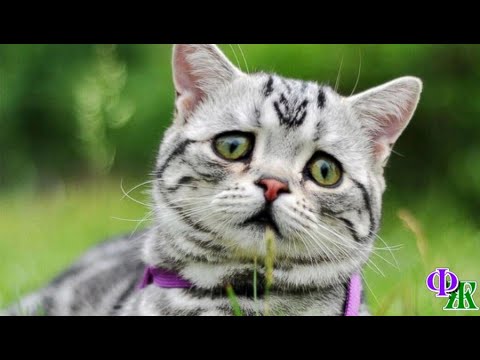 Видео: Уходя, КОТИК все-таки оглянулся .В его взгляде не было ни укора, ни обиды. В нем была жалость...