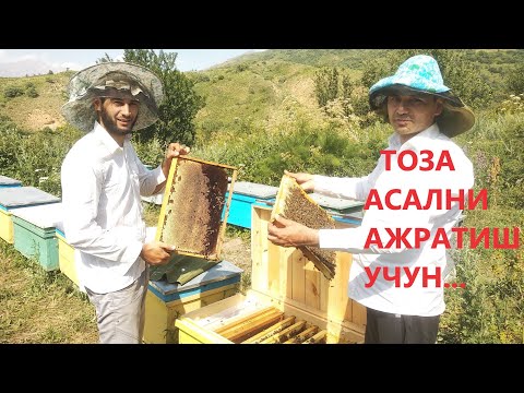 Видео: ТОЗА АСАЛ ҚАНДАЙ АНИҚЛАНАДИ ? (50 ДИАСТАЗА )