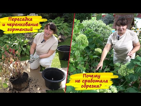 Видео: НУ ЧТО? ДОУМНИЧАЛАСЬ? Почему обрезка гортензии не сработала? Пересадка гортензии с подрезкой корней.