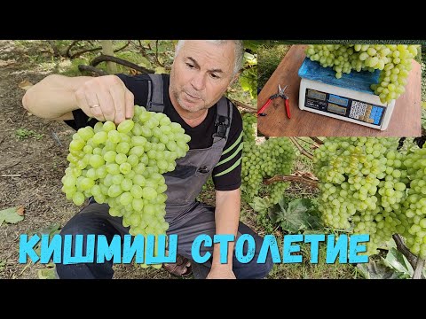 Видео: Виноград Столетие (США) на изюм.