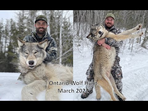 Видео: 2 волка за 2 дня — Онтарио 2022