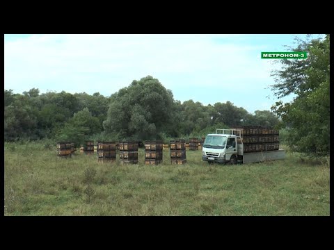 Видео: Промышленная пасека семьи Варибрус из Тбилисского района