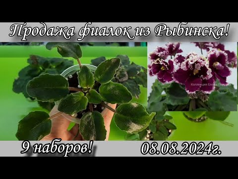 Видео: Продаю фиалки наборами! Для любителей красоты и не только!