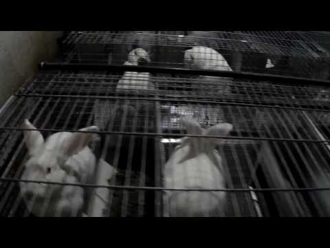 Видео: Маточные клетки для кроликов,  перезагрузка )