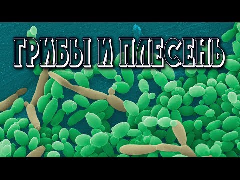Видео: КАК ВЫГНАТЬ ГРИБЫ И ПЛЕСЕНЬ ИЗ ОРГАНИЗМА?