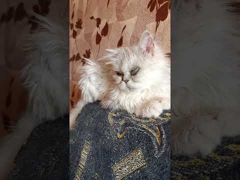 Видео: ВИДИМО ВСЕ ЖЕ ПРИДЕТСЯ СДЕЛАТЬ ЭТО🥺