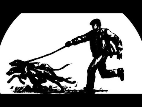 Видео: испытания борзых