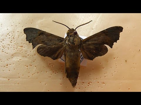 Видео: БРАЖНИКИ: 614. Temnora wollastoni