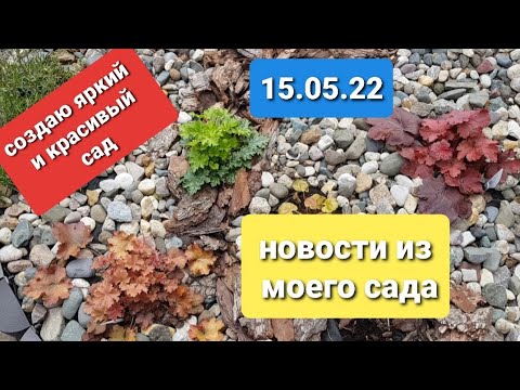 Видео: Создаю красивый сад/Новые посадки в миксбордерах/Холодно, цветы в теплицах