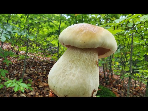 Видео: 🍄 Осінь 2025: Ліс завалений білими грибами! Неймовірний урожай!