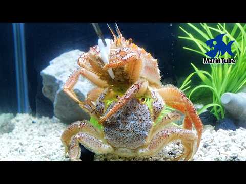 Видео: Волосатые крабы в аквариуме начали драться за еду! 🦀 #АквариумРыбалка12
