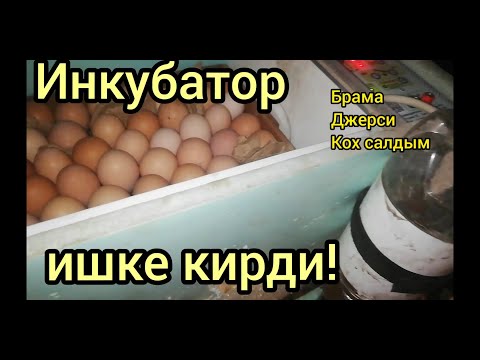 Видео: Инкубаторго жумуртка салдык!