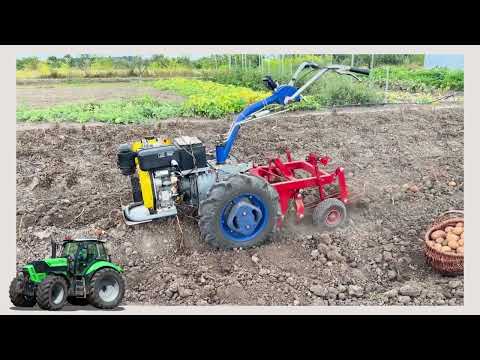 Видео: Уборка картошки мотоблоком