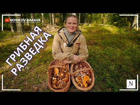 Видео: Грибная разведка 28 августа 2025. Выборгский район.
