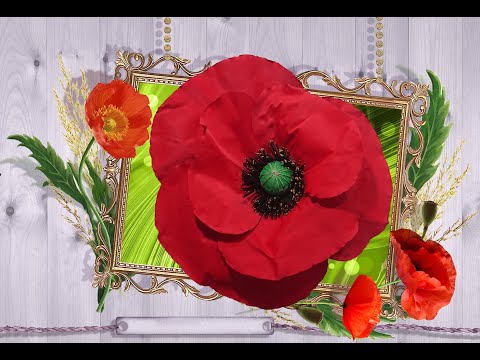 Видео: DIY/ МК   МАК.  РОСТОВІ КВІТИ. Фотозона. / Amapolas gigantes / POPPY