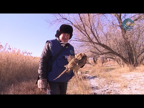 Видео: ҚЫРҒАУЫЛ АТАР КЕЗДЕ НЕНІ ЕСКЕРУ КЕРЕК? / ОЛЖА / 11.12.2022