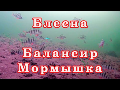 Видео: Что лучше! Блесна, Балансир или Мормышка. Зимняя рыбалка. Ловля окуня зимой.