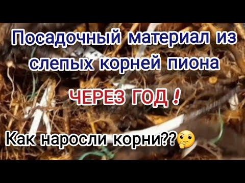 Видео: Во что превратились обломки корней пионов через год?? И как наросли мои "отделёнки"))