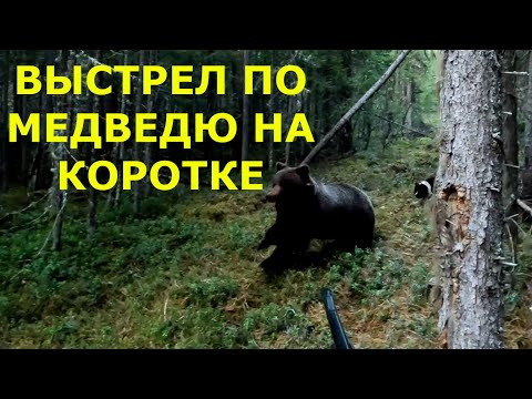 Видео: Лесные избы, охота на медведя с лайками