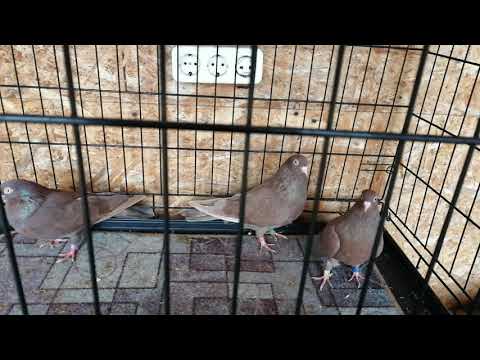 Видео: 31 октября 2025 г.