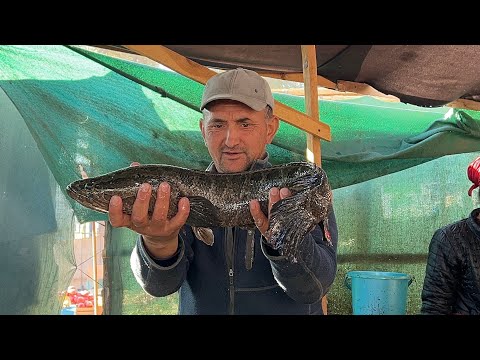 Видео: ХАЗОРАСП БАЛИК БОЗОРИ 07 10 2025