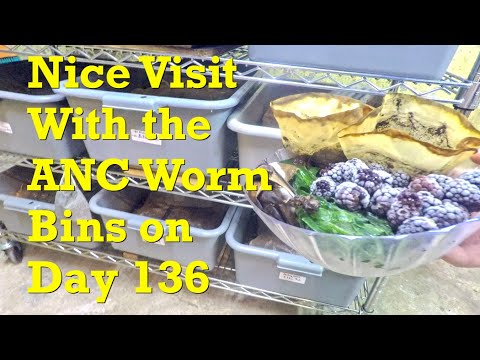 Видео: Африканские гусеницы в 136-дневных системах получают 13-ю подкормку — вермикомпост