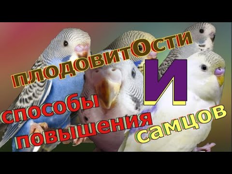 Видео: как сделать в кладке больше самцов и повешение плодовитости волнистых попугаев
