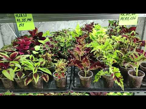 Видео: ВНИМАНИЕ! Скоро отправка посылок. Что делать после получения растений. Мои рекомендации. Часть 1.