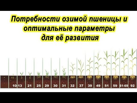 Видео: Потребности озимой пшеницы и оптимальные параметры для её развития