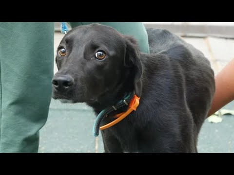 Видео: ДТ - 420. Тревожный метис гончей. Итоги глупых советов и "медленных курсов".