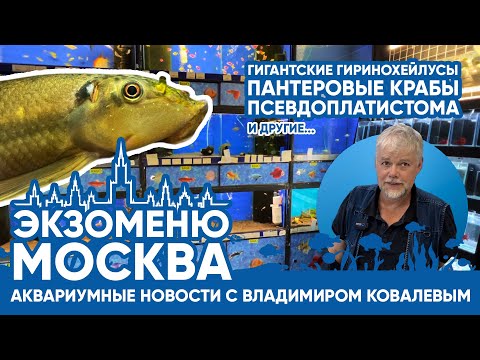 Видео: Аквариумные новости с Владимиром Ковалевым (22.09.2023). ЭКЗОМЕНЮ. МОСКВА.