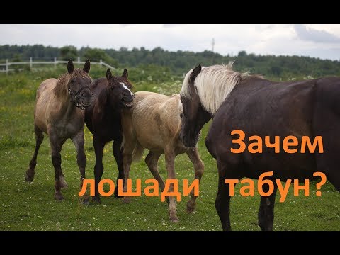 Видео: О важности табуна в жизни лошади