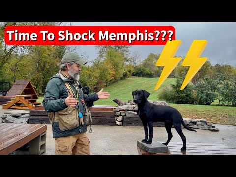 Видео: Когда мне следует начать шокировать Мемфиса, моего щенка лабрадора-ретривера?