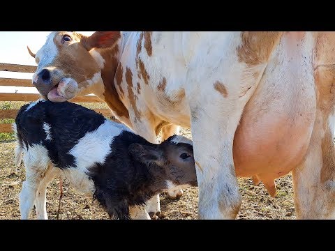 Видео: НЕ ИЗДЕВАЙТЕСЬ НАД КОРОВОЙ! НАШИ КОРОВЫ САМИ РОЖАЮТ ТЕЛЯТ! ПОДРОБНО О РОДАХ У КОРОВЫ...Cows