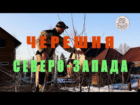 Видео: Особенности весенней обрезки ЧЕРЕШНИ в Севере Западном регионе! Сорт "Памяти Астахова". Трёхлетка