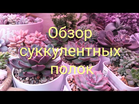 Видео: Обзор суккулентных полок 09.10.2025 #succulents #echeveria