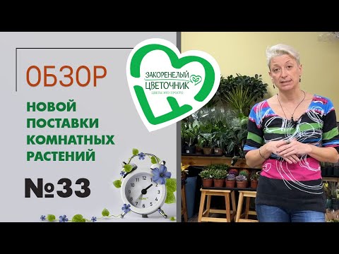 Видео: #33 Обзор новой поставки комнатных растений | Суккуленты, пальмы и редкие сорта растений