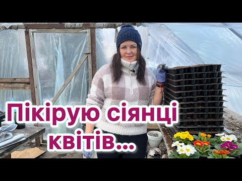 Видео: Пікірування сіянців квітів. Петунія, алісум, агератум