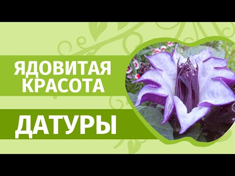 Видео: Польза Дурман-Травы на садовом участке. Зачем выращивать прекрасную,  но ядовитую Датуру