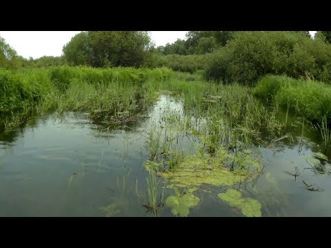 Видео: Поймал 5 видов Хищника. Идеальная Приманка для Ловли в Траве