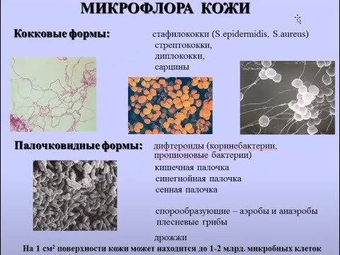 Видео: Нормальная микробиота | Микробиология
