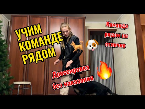 Видео: Как научить команде рядом собаку легко и доступно😘