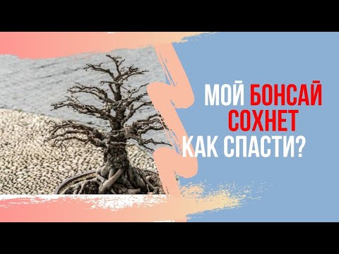 Видео: Бонсай сохнет! Что делать если бонсай гибнет? Первые шаги к спасению дерева бонсай!