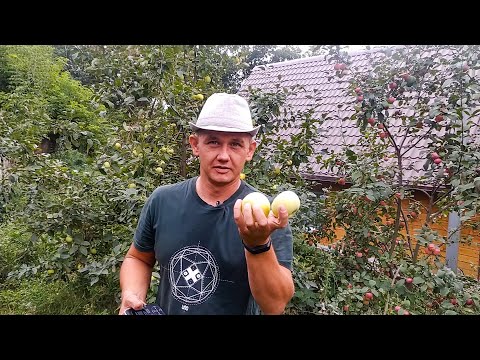 Видео: Крупные яблоки в Сибири. Как выбрать яблоню. Обзор сортов. Large apples in Siberia.