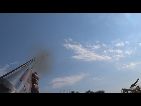 Видео: вяхирь горлица на подсолнухе