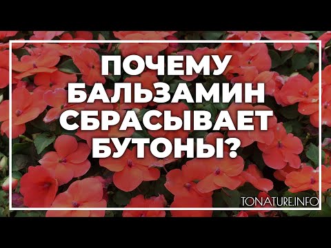 Видео: Почему бальзамин сбрасывает бутоны? | toNature.Info