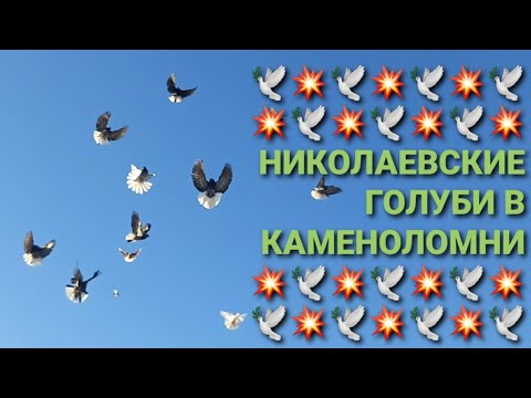 Видео: 🕊🕊🕊 Николаевские голуби в Каменоломни. Nikolaev pigeons.