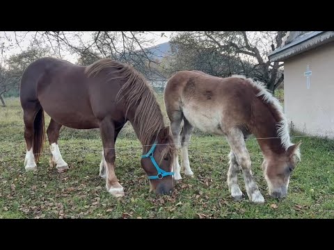 Видео: Потомство Графа онучка Обами та гарна кобила.