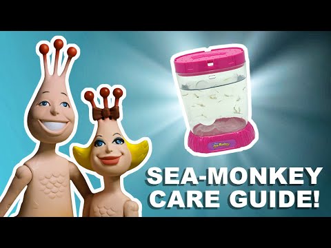 Видео: Как спасти морских обезьян | 5 лучших советов!