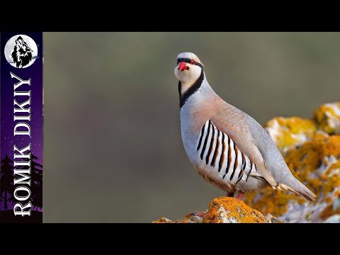 Видео: Шикарная охота на кеклика. Трудно, но интересно. Часть 1